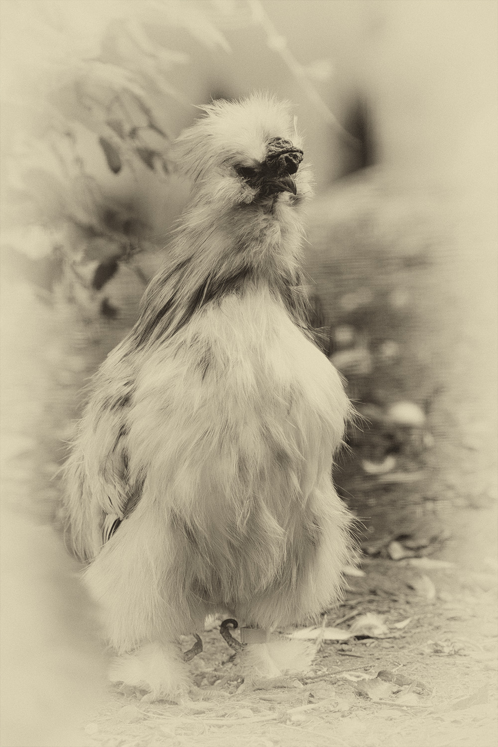 Menigat Huhn was nun